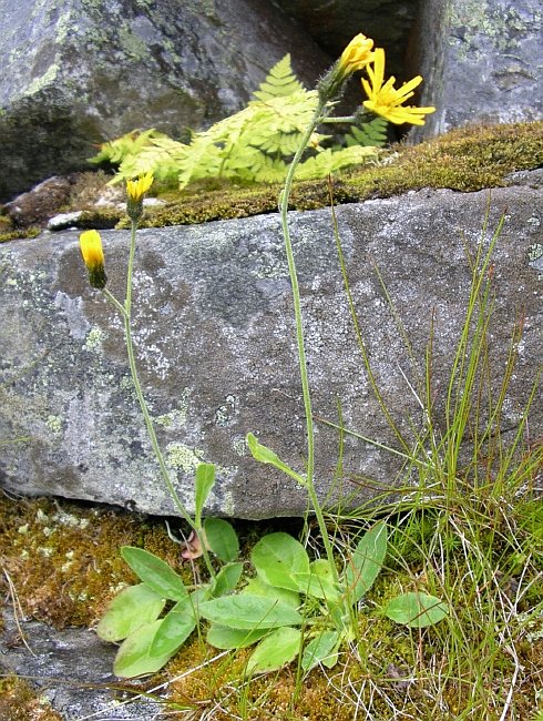 Gruppen bergsvever